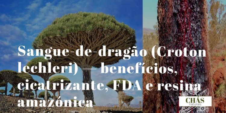 sangue-de-dragão benefícios — seiva vermelha de Croton lechleri a escorrer do tronco cortado