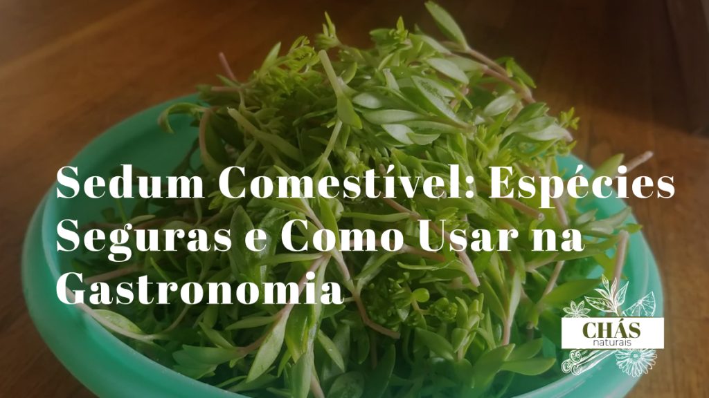 sedum comestível — folhas suculentas de Sedum reflexum em salada gourmet