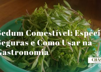 sedum comestível — folhas suculentas de Sedum reflexum em salada gourmet