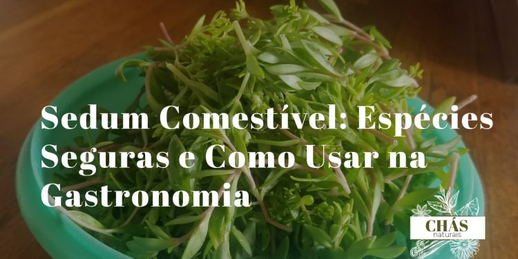 sedum comestível — folhas suculentas de Sedum reflexum em salada gourmet