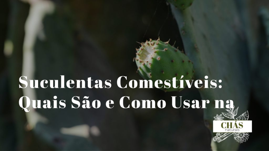 suculentas comestíveis — aloe vera opuntia beldroega e sedum em cozinha natural