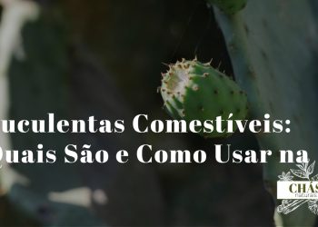 suculentas comestíveis — aloe vera opuntia beldroega e sedum em cozinha natural