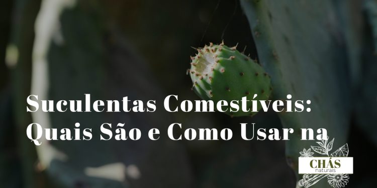 suculentas comestíveis — aloe vera opuntia beldroega e sedum em cozinha natural