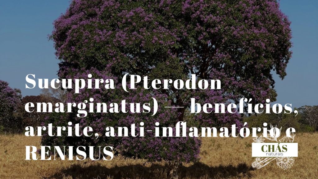 sucupira benefícios — sementes e casca de Pterodon emarginatus árvore do Cerrado brasileiro