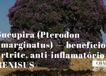 sucupira benefícios — sementes e casca de Pterodon emarginatus árvore do Cerrado brasileiro