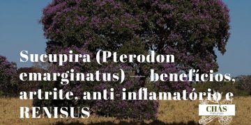 sucupira benefícios — sementes e casca de Pterodon emarginatus árvore do Cerrado brasileiro