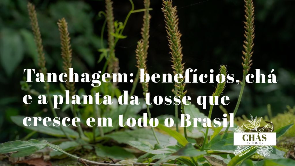 tanchagem benefícios — folhas largas de Plantago major com nervuras paralelas em jardim
