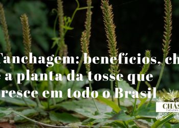 tanchagem benefícios — folhas largas de Plantago major com nervuras paralelas em jardim