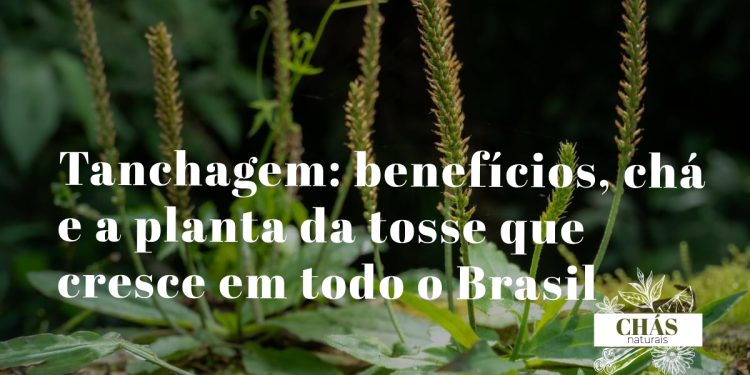 tanchagem benefícios — folhas largas de Plantago major com nervuras paralelas em jardim