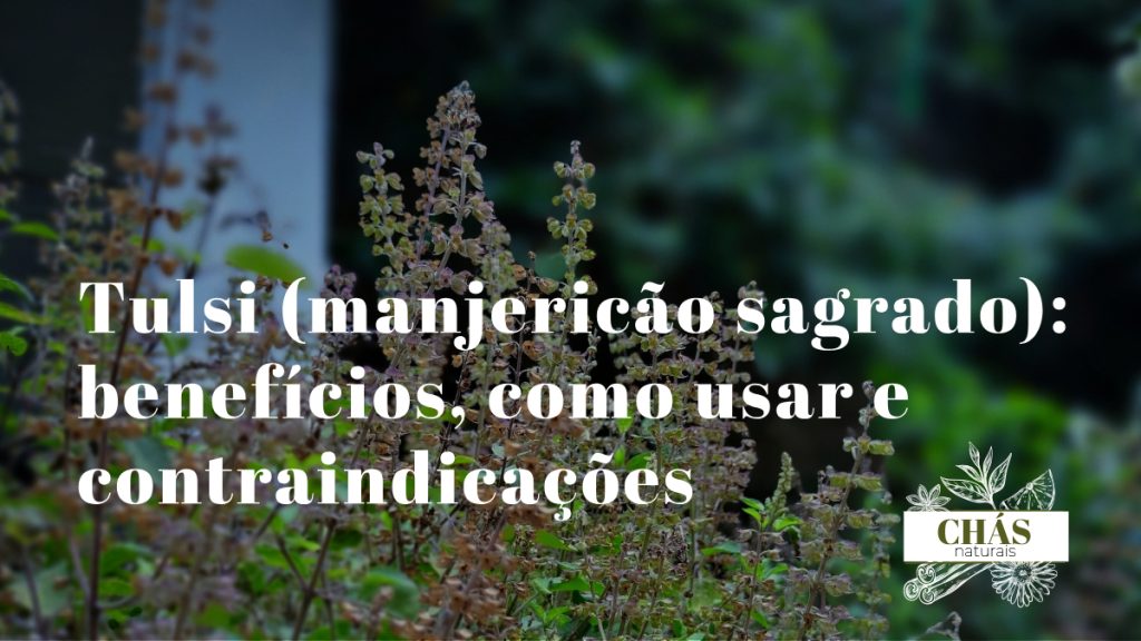 tulsi benefícios — folhas de manjericão sagrado Ocimum tenuiflorum frescas e chávena de chá