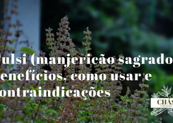 tulsi benefícios — folhas de manjericão sagrado Ocimum tenuiflorum frescas e chávena de chá