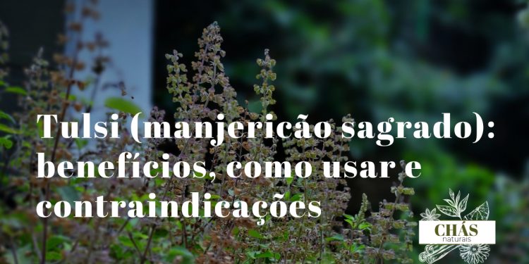 tulsi benefícios — folhas de manjericão sagrado Ocimum tenuiflorum frescas e chávena de chá