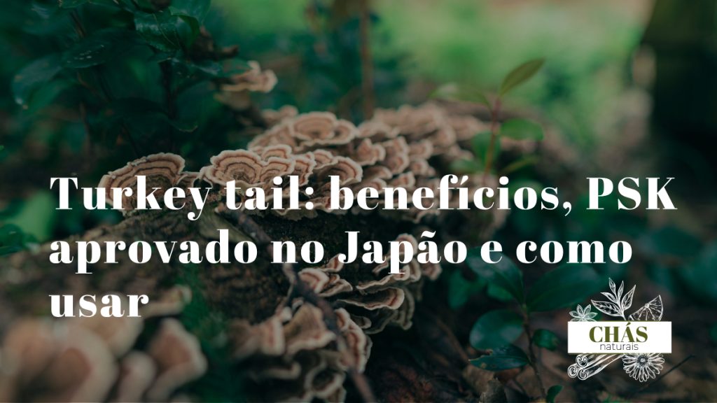 turkey tail benefícios — cogumelo Trametes versicolor com padrão de cores em forma de leque