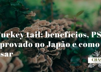 turkey tail benefícios — cogumelo Trametes versicolor com padrão de cores em forma de leque