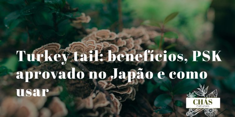 turkey tail benefícios — cogumelo Trametes versicolor com padrão de cores em forma de leque