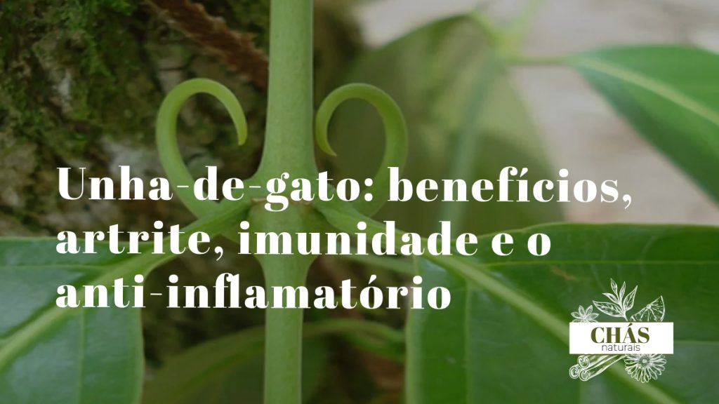 unha-de-gato benefícios — liana Uncaria tomentosa com espinhos em floresta amazónica