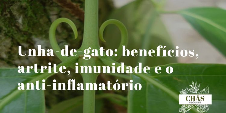 unha-de-gato benefícios — liana Uncaria tomentosa com espinhos em floresta amazónica