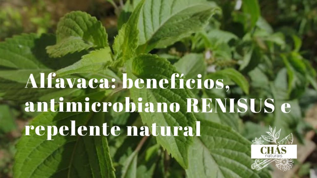 alfavaca benefícios — folhas largas aromáticas de Ocimum gratissimum com flores brancas no jardim