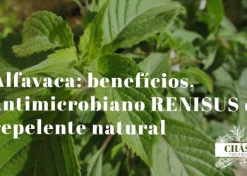 alfavaca benefícios — folhas largas aromáticas de Ocimum gratissimum com flores brancas no jardim