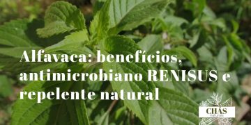 alfavaca benefícios — folhas largas aromáticas de Ocimum gratissimum com flores brancas no jardim