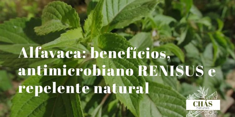 alfavaca benefícios — folhas largas aromáticas de Ocimum gratissimum com flores brancas no jardim
