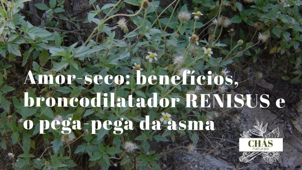 amor-seco benefícios — vagens de Desmodium adscendens trepadeira pega-pega na borda de mata