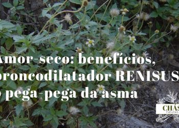 amor-seco benefícios — vagens de Desmodium adscendens trepadeira pega-pega na borda de mata
