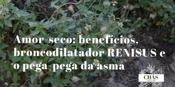amor-seco benefícios — vagens de Desmodium adscendens trepadeira pega-pega na borda de mata