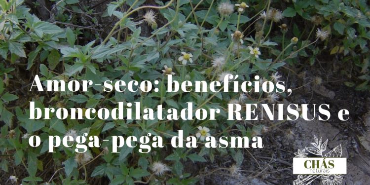 amor-seco benefícios — vagens de Desmodium adscendens trepadeira pega-pega na borda de mata