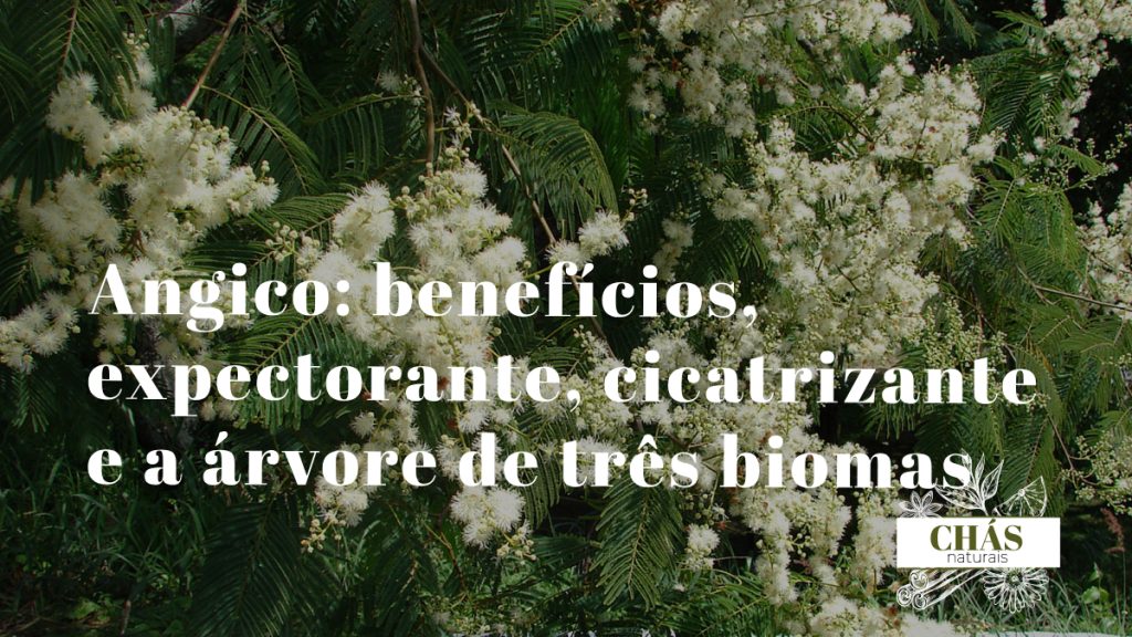 angico benefícios — casca do tronco de Anadenanthera colubrina na Caatinga brasileira