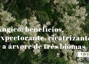 angico benefícios — casca do tronco de Anadenanthera colubrina na Caatinga brasileira
