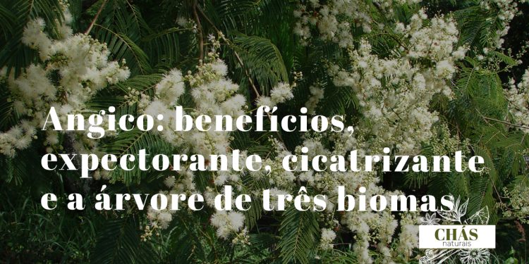 angico benefícios — casca do tronco de Anadenanthera colubrina na Caatinga brasileira