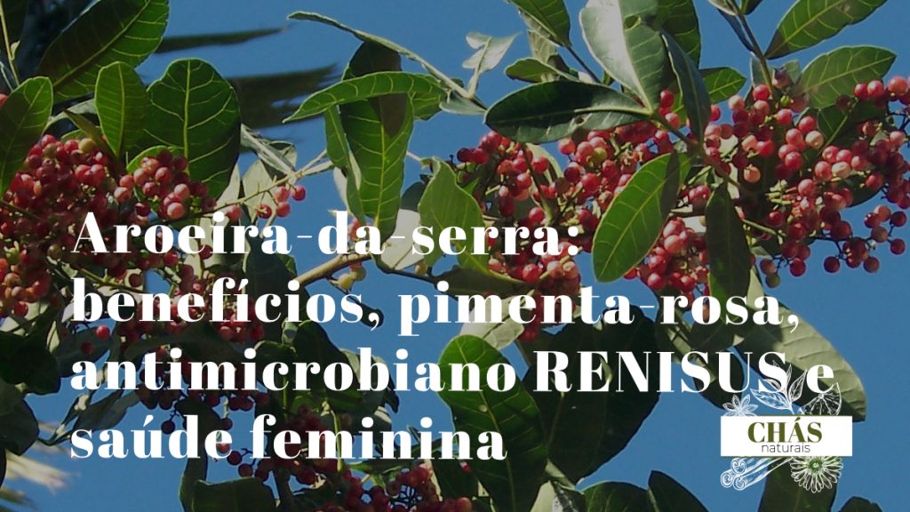 aroeira-da-serra benefícios — bagas vermelhas de pimenta-rosa de Schinus terebinthifolius em galh