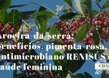 aroeira-da-serra benefícios — bagas vermelhas de pimenta-rosa de Schinus terebinthifolius em galh