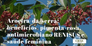 aroeira-da-serra benefícios — bagas vermelhas de pimenta-rosa de Schinus terebinthifolius em galh