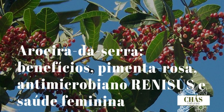 aroeira-da-serra benefícios — bagas vermelhas de pimenta-rosa de Schinus terebinthifolius em galh