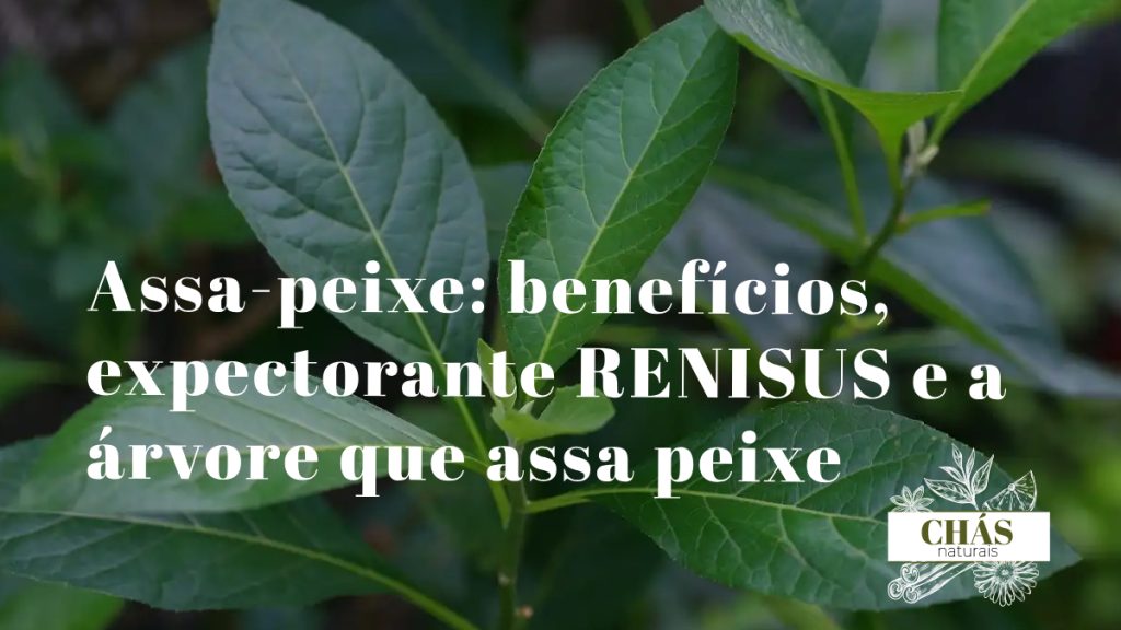 assa-peixe benefícios — flores roxas e folhas grandes de Vernonia polyanthes árvore expectorante do Cerrado