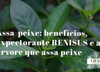 assa-peixe benefícios — flores roxas e folhas grandes de Vernonia polyanthes árvore expectorante do Cerrado