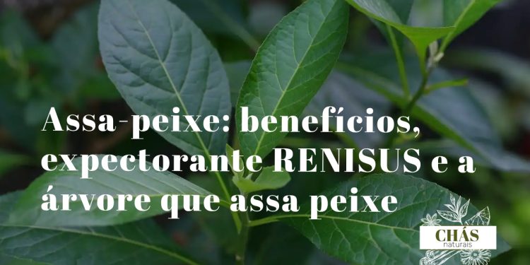assa-peixe benefícios — flores roxas e folhas grandes de Vernonia polyanthes árvore expectorante do Cerrado