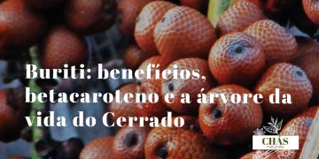 buriti benefícios — frutos alaranjados de Mauritia flexuosa no buritizeiro do Cerrado brasileiro
