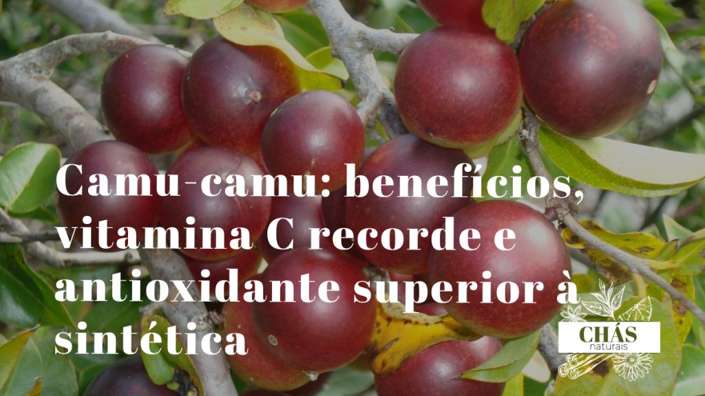 camu-camu benefícios — frutos vermelhos de Myrciaria dubia nas margens da floresta amazónica