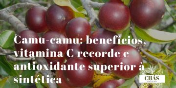camu-camu benefícios — frutos vermelhos de Myrciaria dubia nas margens da floresta amazónica