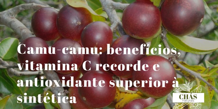 camu-camu benefícios — frutos vermelhos de Myrciaria dubia nas margens da floresta amazónica