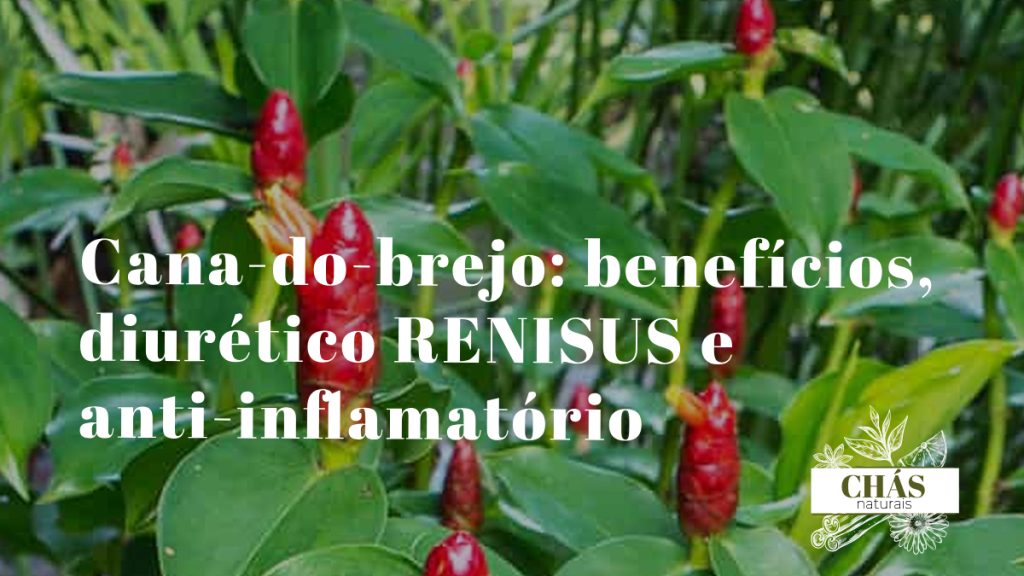 cana-do-brejo benefícios — planta Costus spicatus com flores laranja-avermelhadas tropicais