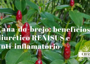 cana-do-brejo benefícios — planta Costus spicatus com flores laranja-avermelhadas tropicais