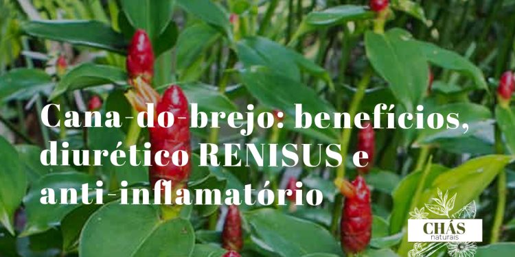 cana-do-brejo benefícios — planta Costus spicatus com flores laranja-avermelhadas tropicais