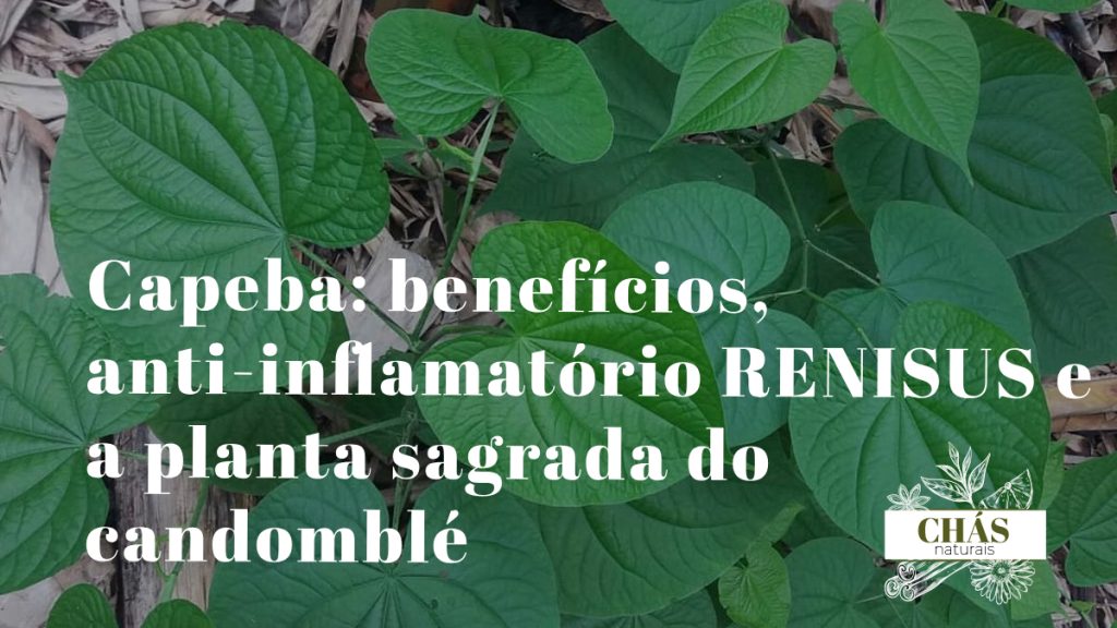 capeba benefícios — folhas grandes e aveludadas de Pothomorphe umbellata no sub-bosque da Mata Atlântica
