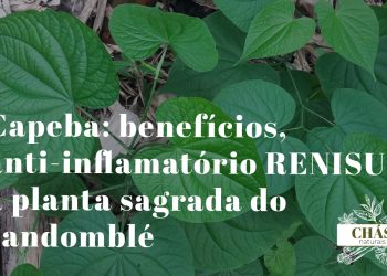 capeba benefícios — folhas grandes e aveludadas de Pothomorphe umbellata no sub-bosque da Mata Atlântica