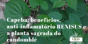 capeba benefícios — folhas grandes e aveludadas de Pothomorphe umbellata no sub-bosque da Mata Atlântica
