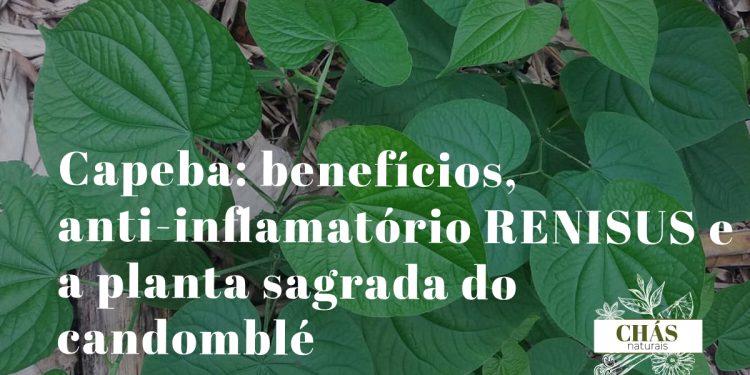 capeba benefícios — folhas grandes e aveludadas de Pothomorphe umbellata no sub-bosque da Mata Atlântica